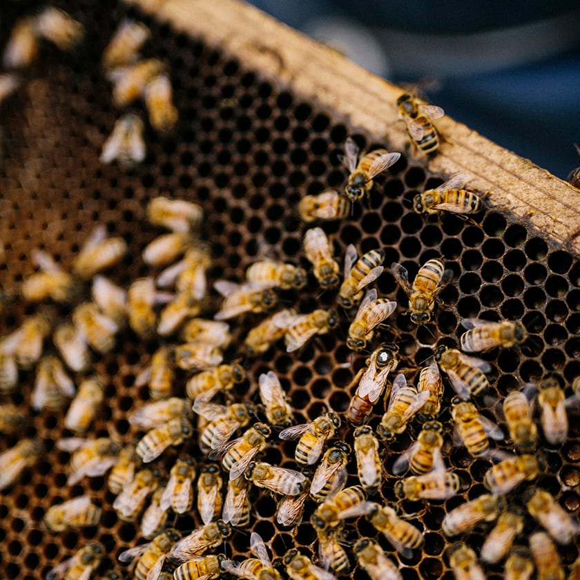 Multiple bees clustered together