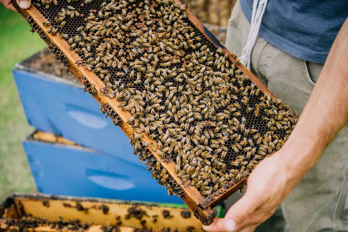 Beekeeper holding panel from bee hive box with bees on it.