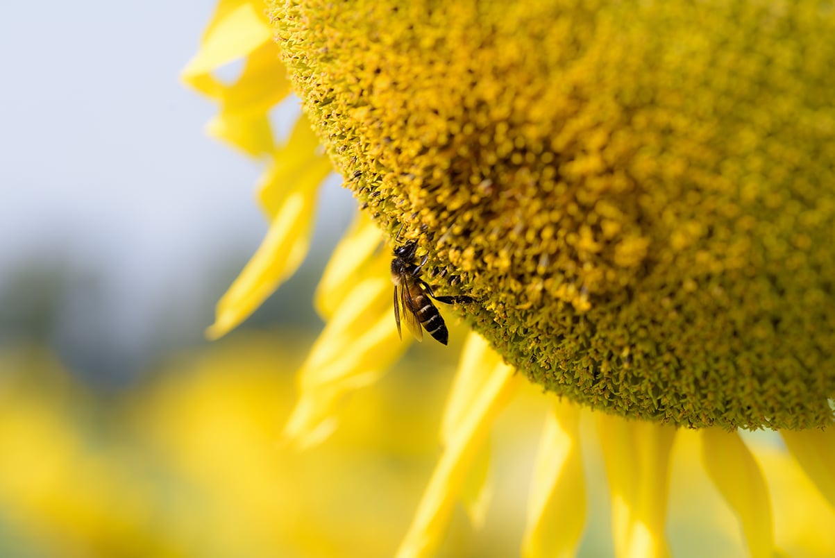 Bee on sunflower pollen