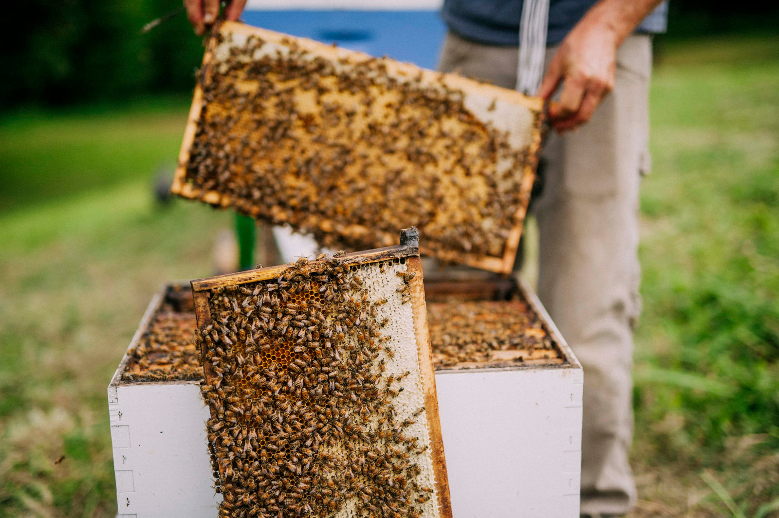 Raw Beeswax  Steele Apiaries