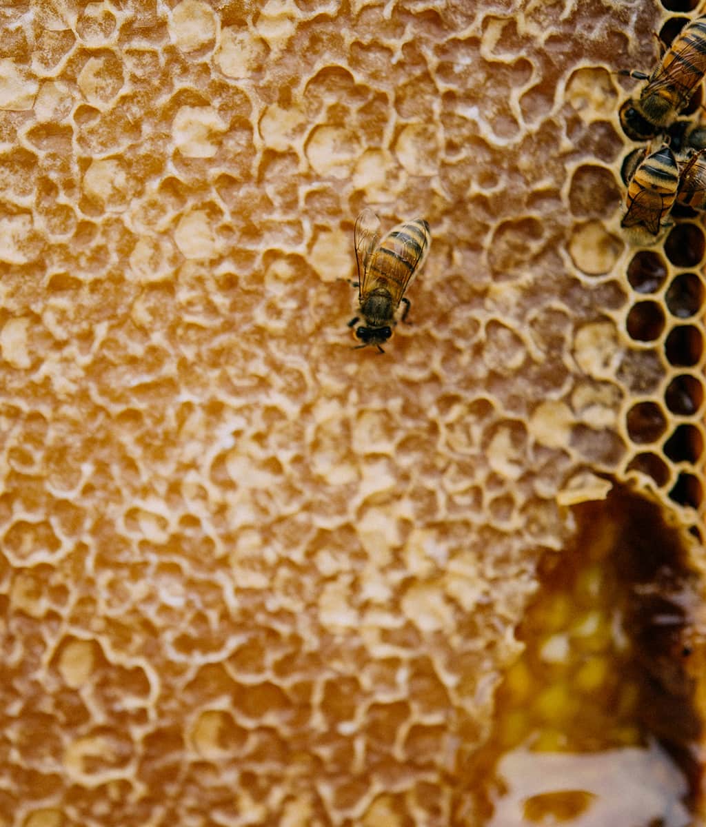 Bees sucking on honeycombs