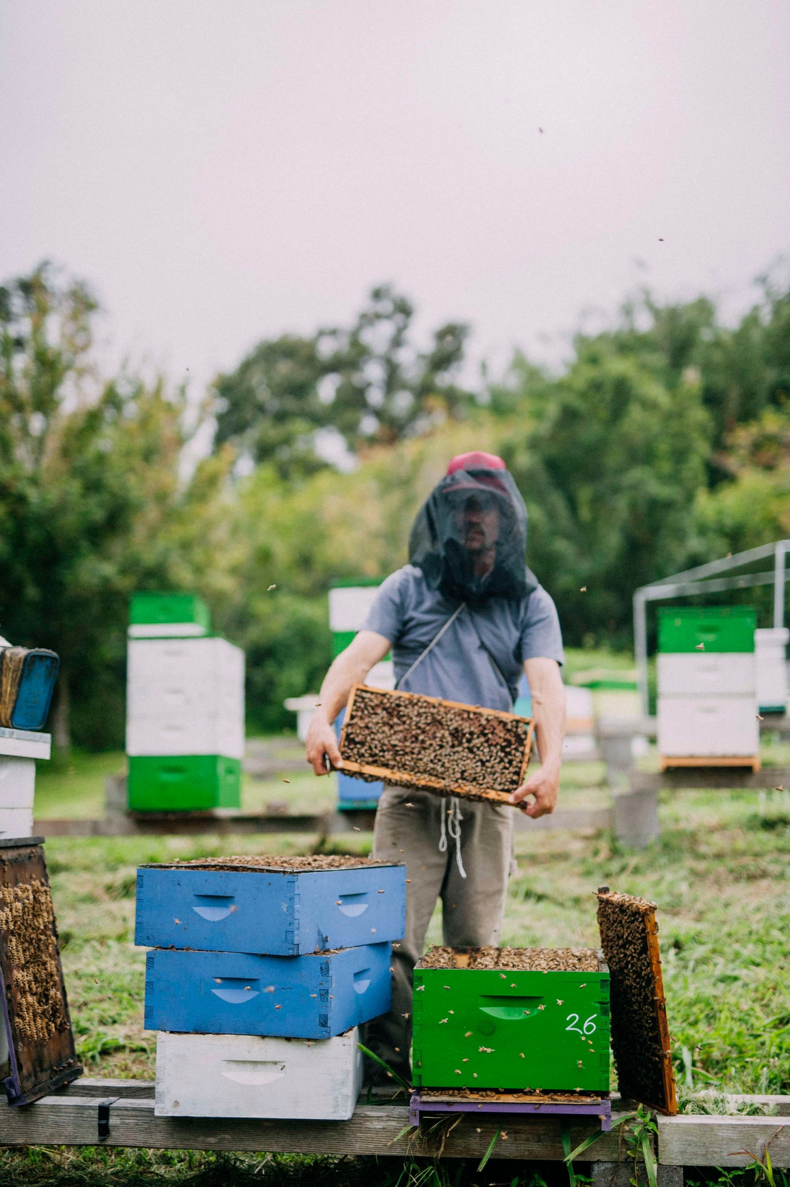 Beekeeper outside wearing protective gear and sorting the bees that are ready to make honey