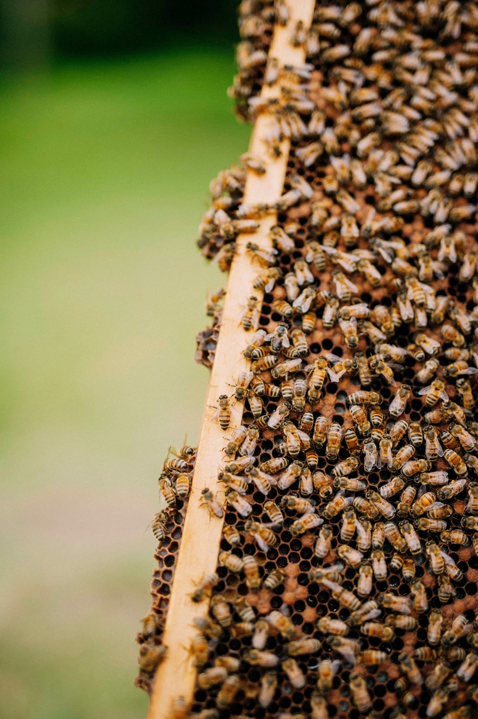 Hundreds of bees holding onto a beehive