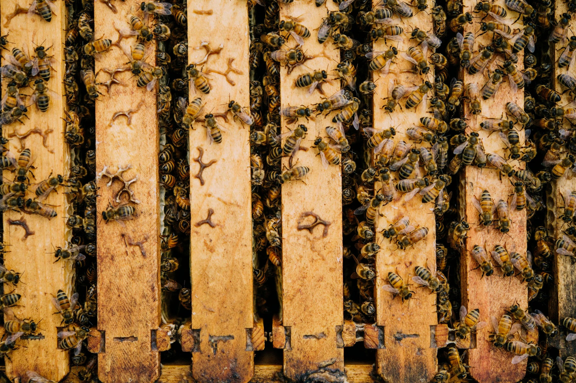 Hundreds of bees