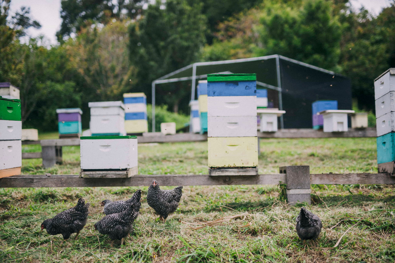 Multiple storage containers outside holding bees ready to make honey