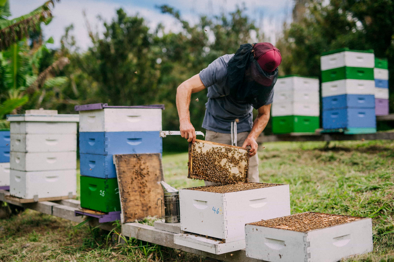 Beekeeper, wearing protective gear, sorting bees into storage containers
