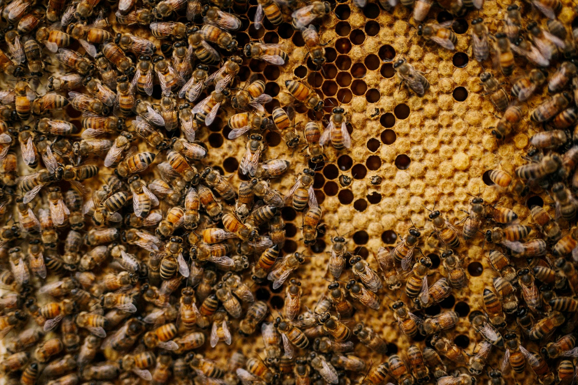Hundreds of bees holding onto beehive