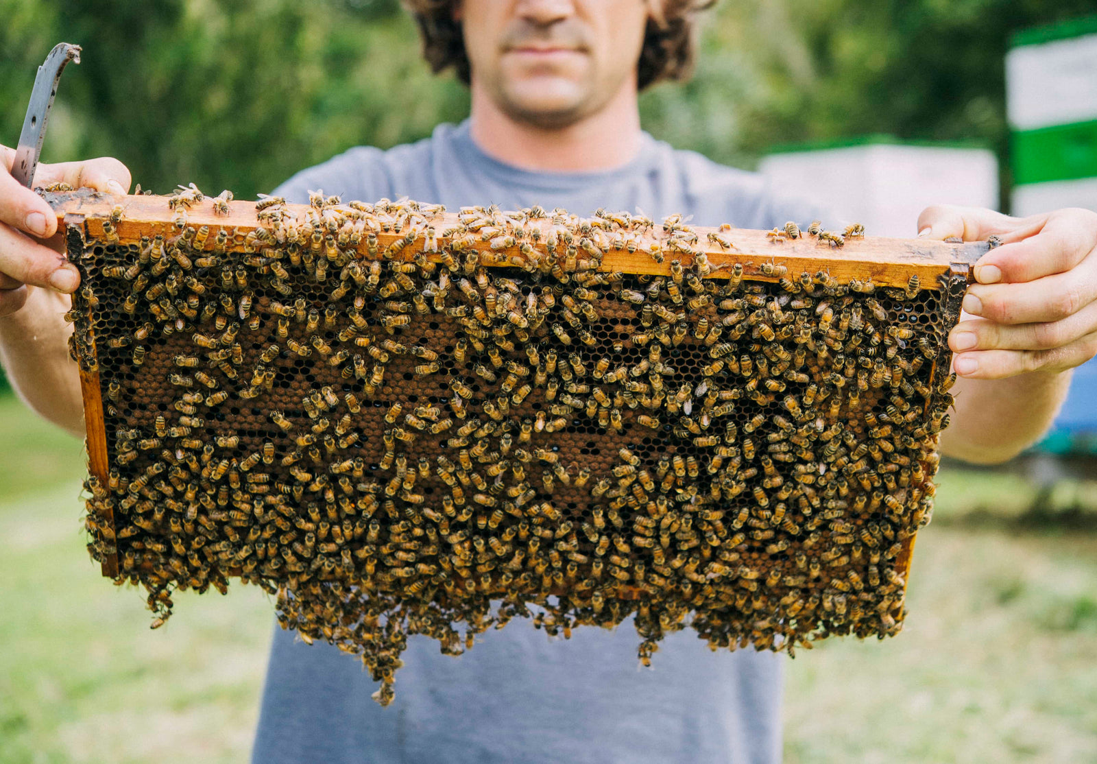 Beekeeper holding up hundreds of bees hanging onto a beehive
