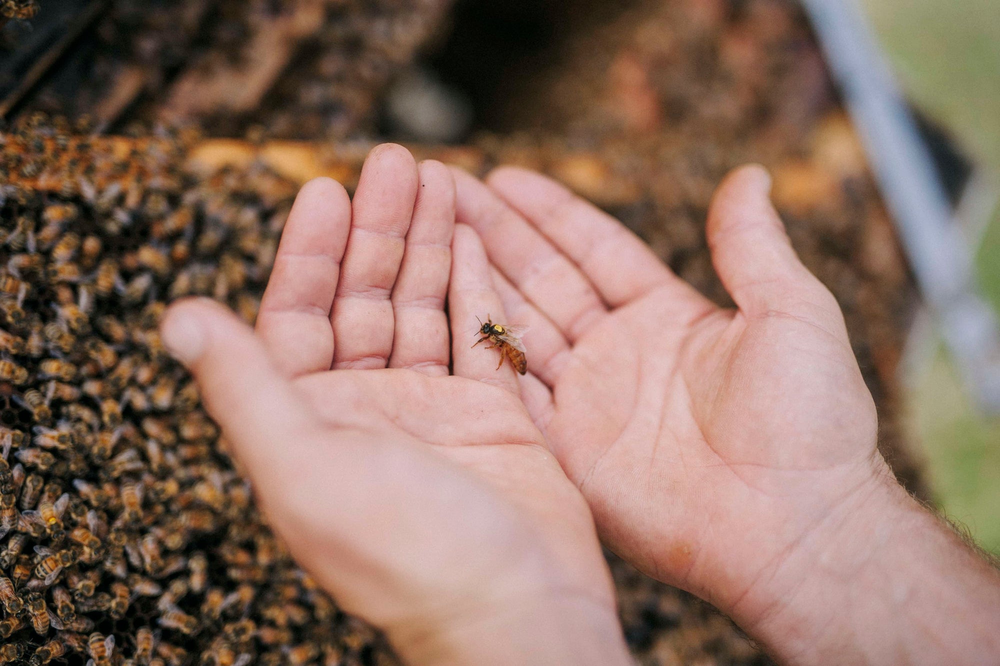Pair of hands holding a bee