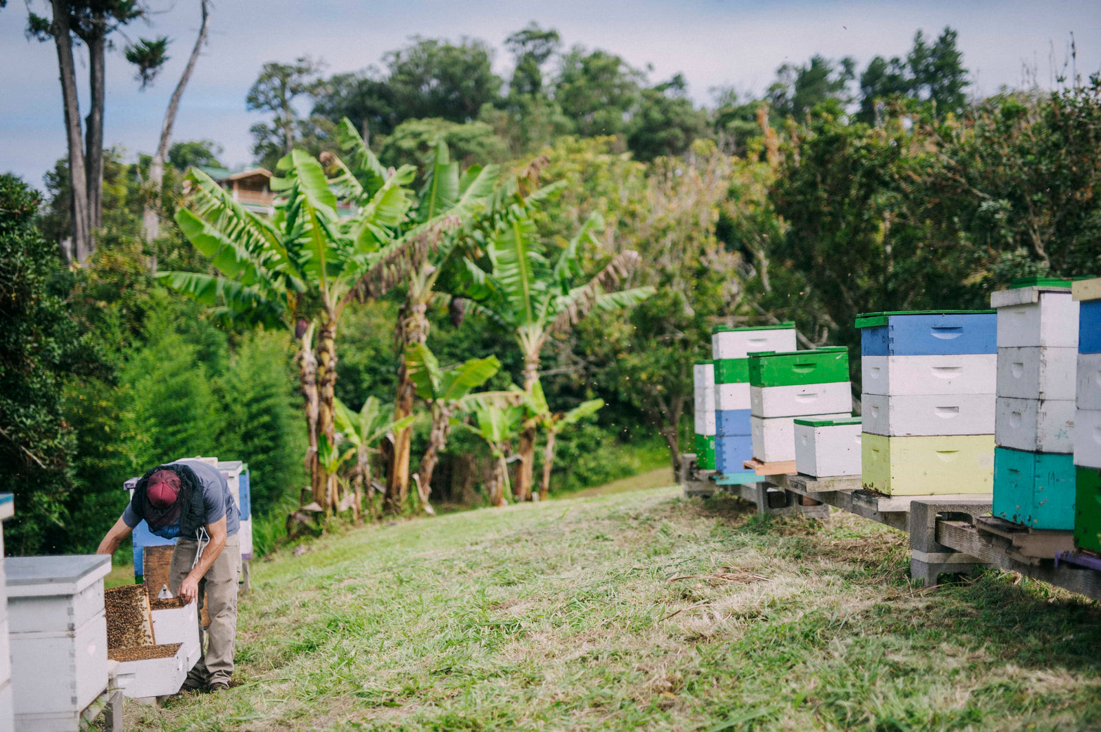 Beekeeper sorting the bees outside